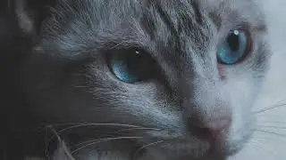 The Inner Room｜Healing Piano Music for Focus, Meditation, Relaxation & Sleep (Solo Piano)