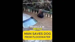 Brave Man Saves Trapped Dog During Storm Surge #heroic  #rescue  #animals