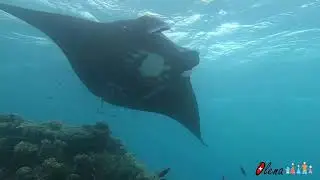 Diving with manta Olena