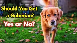 Подходит ли вам гоберийская собака?