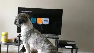 NETFLIX LOVING DOG