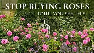 Buy the Best Roses for Your Home and Garden! (They May Not Be the Same!)
