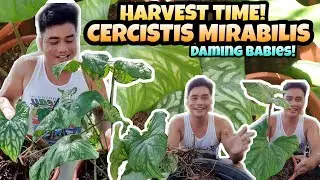 HARVEST TIME SA BABIES NG CERCISTIS MIRABILIS | DAMING BABIES!😍 | ANG SAYA LANG | MARK LASACA