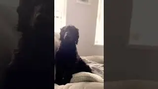 This is what happened if a dog was a president and that roblox guy didn&rsquo;t take is personally