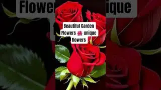 Unique Beautiful Garden Flowers 🌺🌹#love #nature #garden #shorts