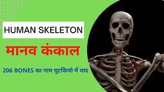 Human Skeleton | Bones | Skeleton System | 206 Bones | Endoskeleton | Exoskeleton | Cartilage