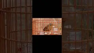 Họa Mi H&oacute;t Giọng Hay Rực Lửa &ndash; Căng Đ&eacute;t Từng C&acirc;u #Daichannel #shorts #hoami #hoamimai #hoamihot