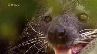 wildlife documentary   Wild Thailand A Land of Beauty   Discovery channel animals   Animal