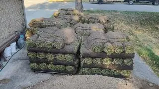 St Augustine Grass Installation #sod #garden #grass #landscaping #diy