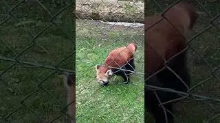 Красная панда