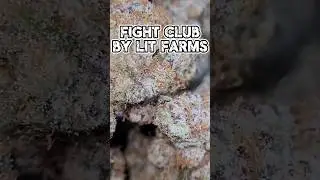 Fight Club - LIT Farms - Supreme THCa Flower Review & Macros - Strongest Pack So Far! #gas #420 #LIT