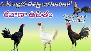 పెరుక్రాస్+భీమవరం గుడ్లు #7386768968 #91773 04655#bhimavaram #richwatam chicks #mokshafarms #chicken
