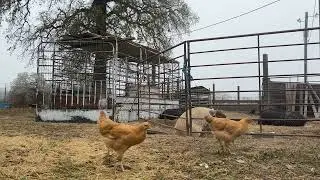 Foggy Morning on the Texas Farm | Pigs, Chickens & Ducks 🌫️🐖🐔🦆