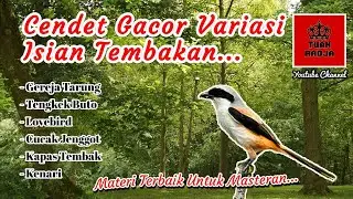 Cendet gacor variasi isian tembakan, materi terbaik untuk masteran