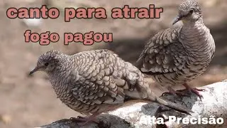 30 minutos de canto rolinha fogo pagou,rolinha cascavel,como atrair