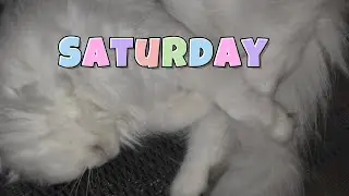 Guillory Cats Saturday! 😻