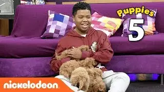 The Cute Puppy Challenge 🐶 w/ Benjamin Flores Jr. (AKA Luckiest Kid Ever) | Game Shakers | Nick