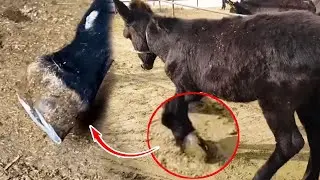 Artisan trims donkey's hooves, relaxing to watch. #Nissan X-Trail 110k. #Qashqai 80k.