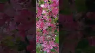 Spring Blooming Trees