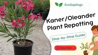 Kaner (Oleander) Plant Repotting &ndash; Step-by-Step Guide for Healthy Growth | Kaner Plant Repot