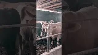 Как состоится мой без  привязный откорм #кфх #победа