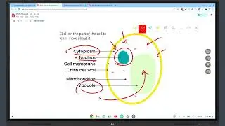 Using Google Workspace on ChromeOS with the LG CreateBoard Overview