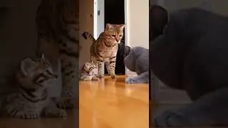 💥🐱 A Single Strike That Changed the Entire Scene