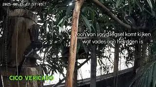 Von der Deckentok man begint met metselen - CiCo Vericado 