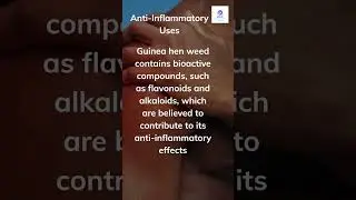 Uses and Health Benefits of GUINEA HEN WEED