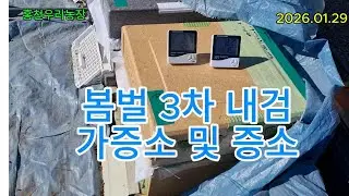 [겅원도 홍천] - 4. 전기가온, 봄벌 38일째 내검, 증소 및 가증소(26.01.29)