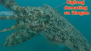 ep648 malaking kulambutan biglang dumating sa pa itlogan