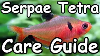 Serpae Tetra Care Guide