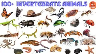 100 Amazing Invertebrates! 🐛🦀🦋 Discover a World Without Backbones! 🦀 #kidslearning #animals #insects