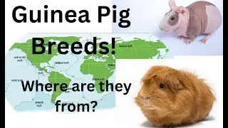 The Origins of Guinea Pig Breeds 🌎🐹 | Uncover Cavy Histories from Around the Globe!