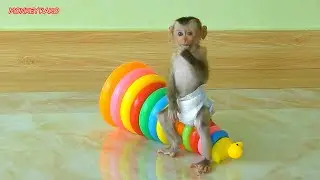 Beautiful Tiny Monkey, Prince Baby Nina Sit On Toy And Playing