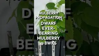 Propagating Dwarf Everbearing Mulberry - 8 Weeks After Planting Cuttings