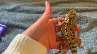 Day in the life as a rankin dragon