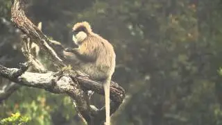 Purple faced leaf monkey(Semnopithecus vetulus)