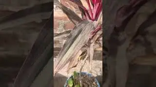 a green plant