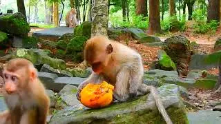 OMG What Happened With Molie? The Moment That Change Baby Monkey's Face | Beautiful Life Baby Monkey