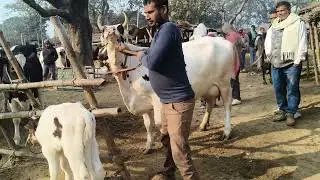 आज आप लोग ध्यान से देखें इस वीडियो को लॉस्ट तक s Pandey majhwari pasu Mandi 9155472296