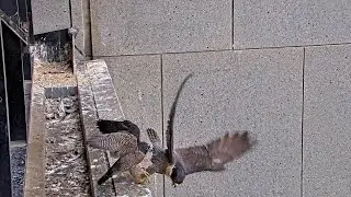367 Collins Falcons Chick #3 accidentally FLEDGES 🥰👑 12:33 / 2024-11-17