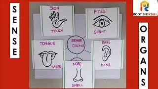 Human sense Organs | # kids # science # education # children  | Flashcards of sense organs