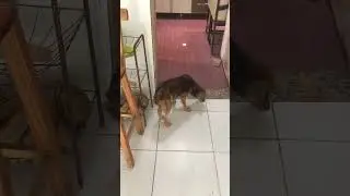 Florinha, já caducando…