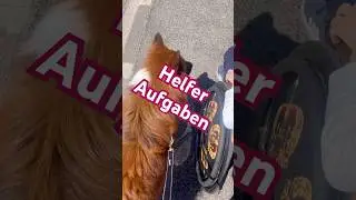 Schulaus #schule #school #elo #dog #hund #pets #love #cute #sweet #dogshorts #shorts #rollstuhl