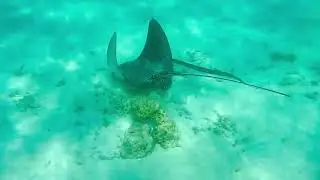 Cornetfish riding a Spotted Eagle Ray