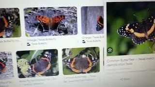 Black and Orange Butterfly Part 2