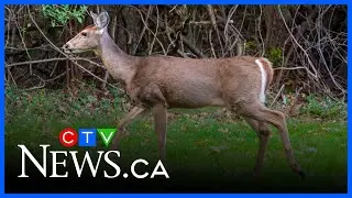 Rondeau Park deer cull this weekend