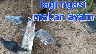 ijin lewat ya para #suhu_#fypシ 
