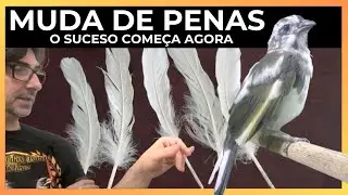 Muda de Penas: Porque devemos dar mais ATENÇÃO para as Aves nesse Periodo?